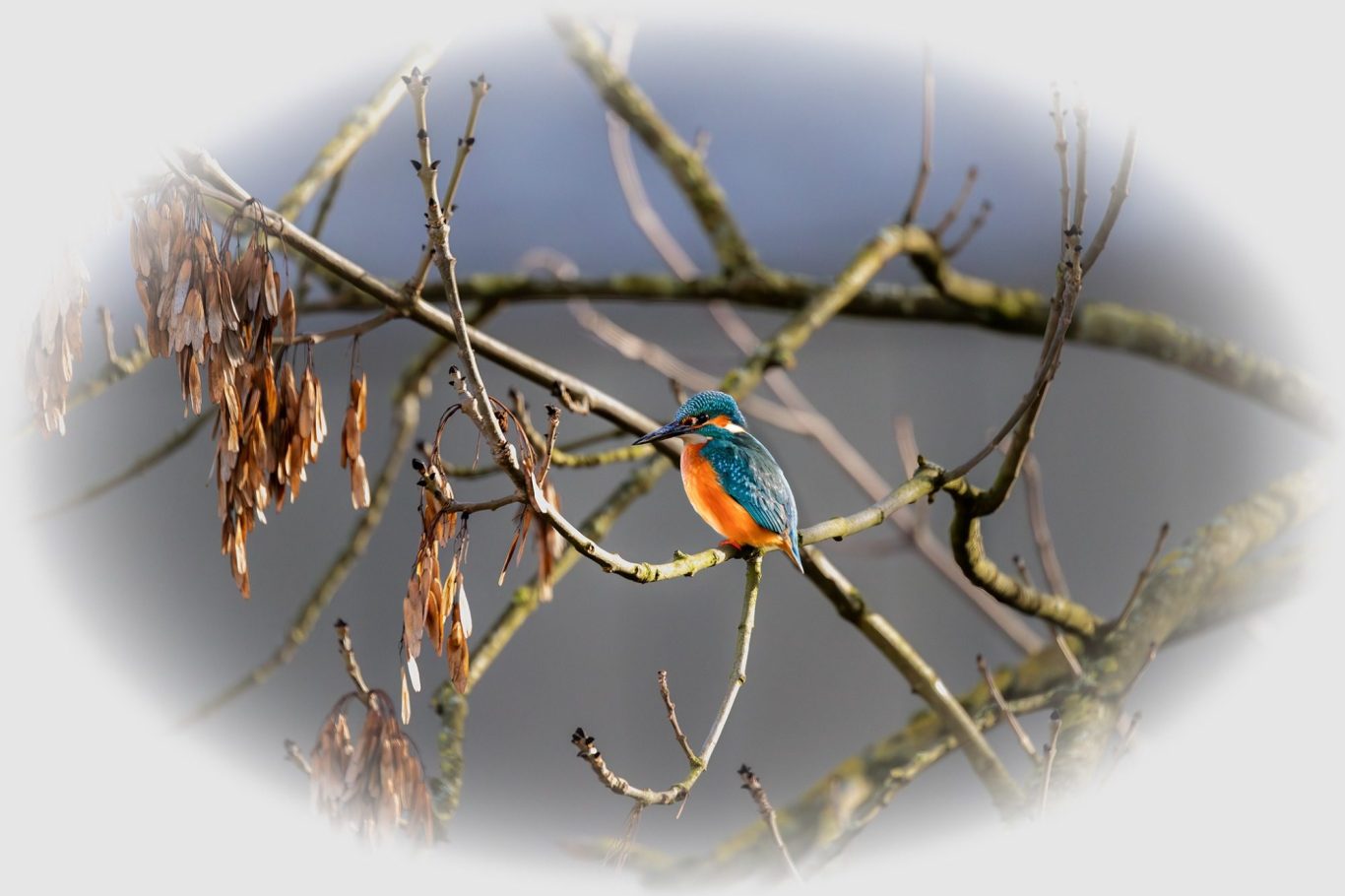Eisvogel Spezial Nachtfotografie