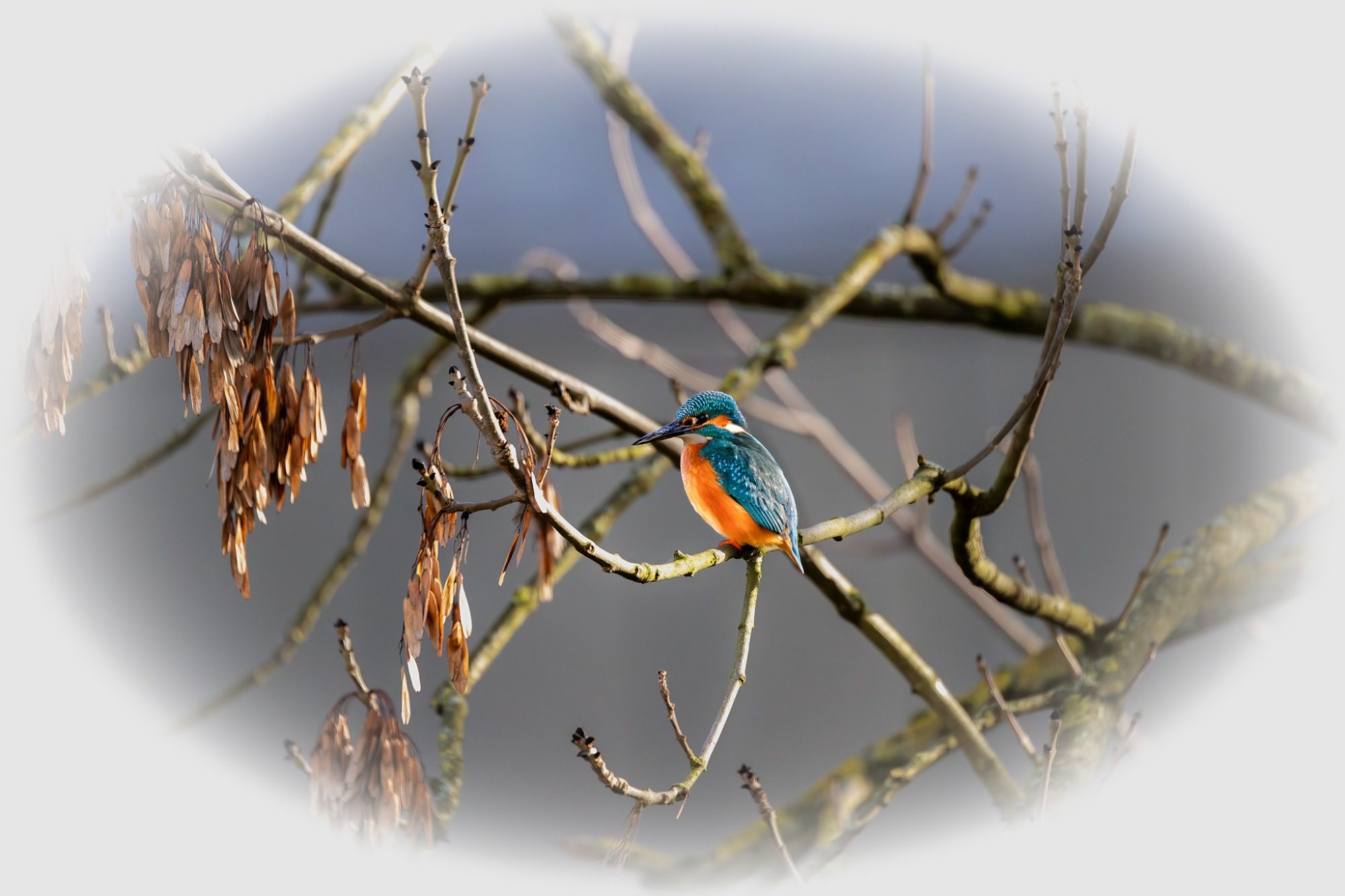 Eisvogel Spezial Eisvogel